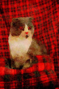 458079 Scottish Fold, Blue And White Bi color A4 Limited Edition Watercolour Print