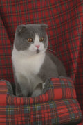 458079 Scottish Fold, Blue And White Bi color A4 Photo Print