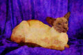 458080 Siamese, Blue Point A4 Limited Edition Watercolour Print