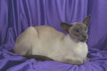 458080 Siamese, Blue Point A4 Photo Print
