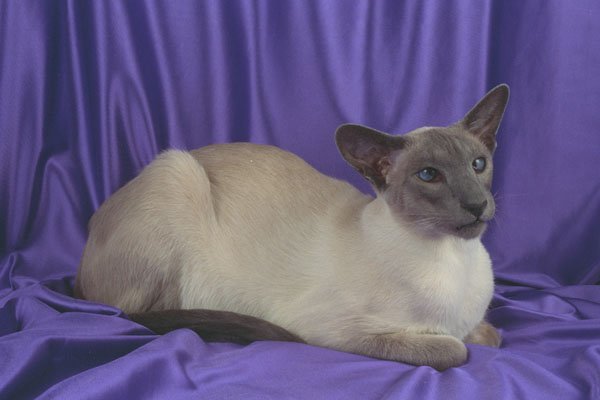 458080 Siamese, Blue Point A4 Photo Print