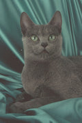 458081 Russian Blue A4 Photo Print