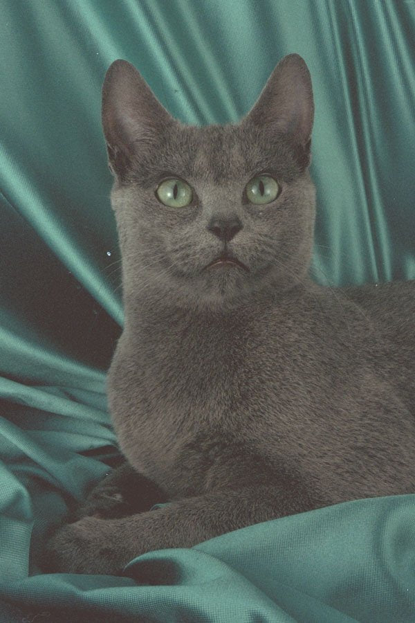 458081 Russian Blue A4 Photo Print