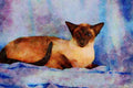 458082 Siamese, Seal Point A4 Limited Edition Watercolour Print