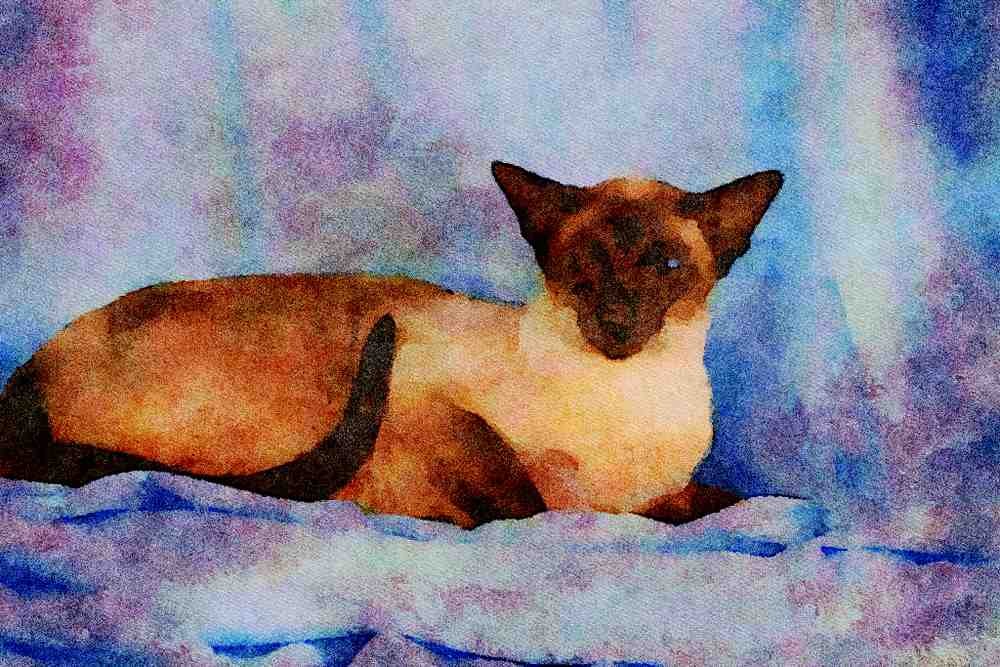 458082 Siamese, Seal Point A4 Limited Edition Watercolour Print