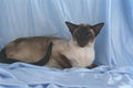 458082 Siamese, Seal Point A4 Photo Print