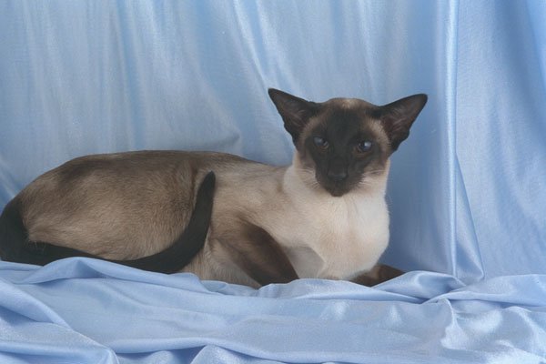 458082 Siamese, Seal Point A4 Photo Print