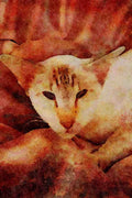 458083 Siamese, Chocolate Tabby Point A4 Limited Edition Watercolour Print