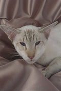 458083 Siamese, Chocolate Tabby Point A4 Photo Print