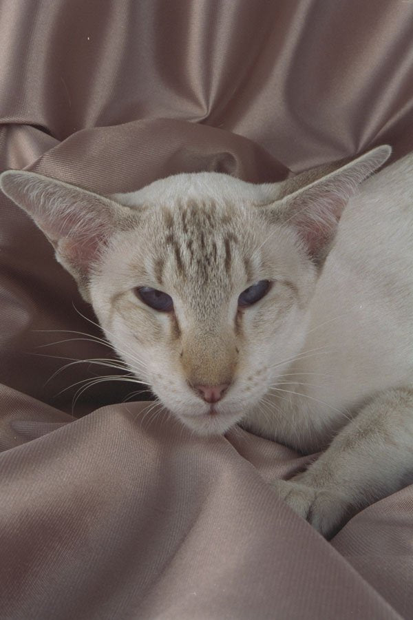 458083 Siamese, Chocolate Tabby Point A4 Photo Print