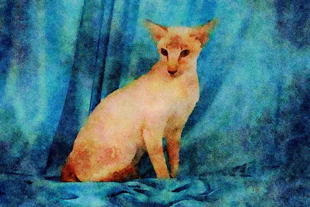 458084 Siamese, Lilac Point A4 Limited Edition Watercolour Print