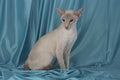 458084 Siamese, Lilac Point A4 Photo Print