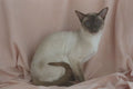 458085 Siamese, Chocolate Point A4 Photo Print