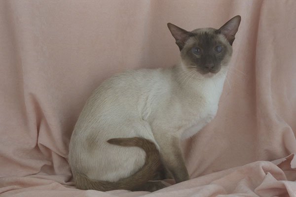 458085 Siamese, Chocolate Point A4 Photo Print