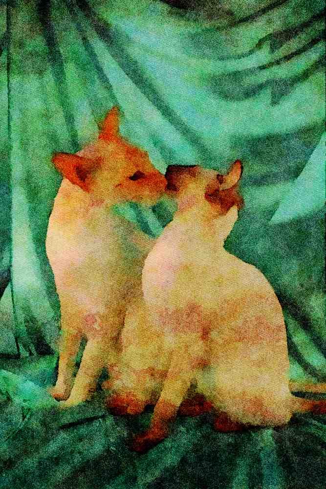 458086 Siamese, Red Point & Seal Point A4 Limited Edition Watercolour Print