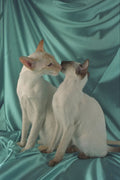458086 Siamese, Red Point & Seal Point A4 Photo Print