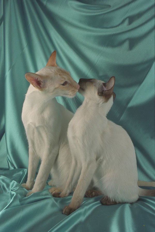458086 Siamese, Red Point & Seal Point A4 Photo Print