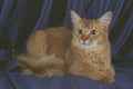 458088 Somali, Sorrel A4 Photo Print