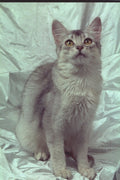458091 Somali, Silver A4 Photo Print