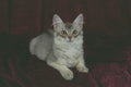 458092 Somali, Blue Silver A4 Photo Print