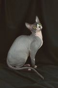 458093 Sphynx, Black & White A4 Photo Print