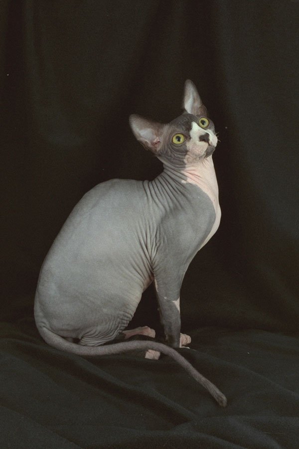 458093 Sphynx, Black & White A4 Photo Print
