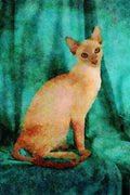 458094 Tonkinese, Lilac A4 Limited Edition Watercolour Print