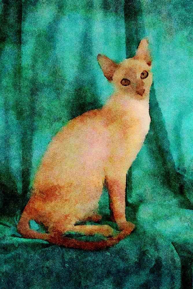 458094 Tonkinese, Lilac A4 Limited Edition Watercolour Print