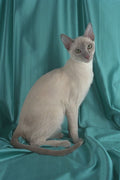 458094 Tonkinese, Lilac A4 Photo Print