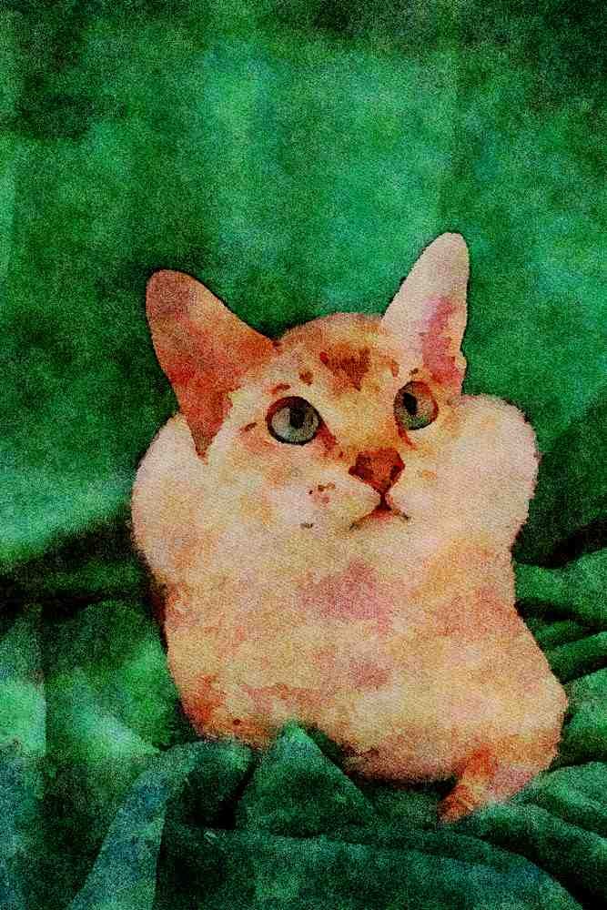 458096 Tonkinese, Chocolate Tabby A4 Limited Edition Watercolour Print