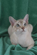 458096 Tonkinese, Chocolate Tabby A4 Photo Print