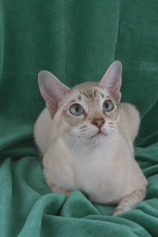 458096 Tonkinese, Chocolate Tabby A4 Photo Print
