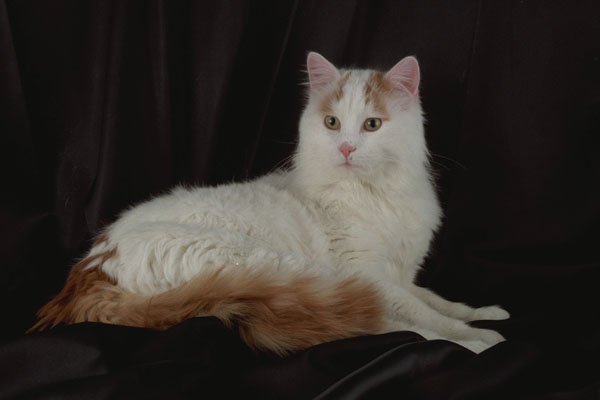 458097 Turkish Van A4 Photo Print