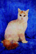 458098 Turkish Van A4 Limited Edition Watercolour Print