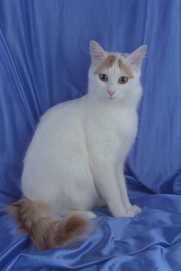 458098 Turkish Van A4 Photo Print