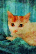 458099 Turkish Van, Odd eyed A4 Limited Edition Watercolour Print
