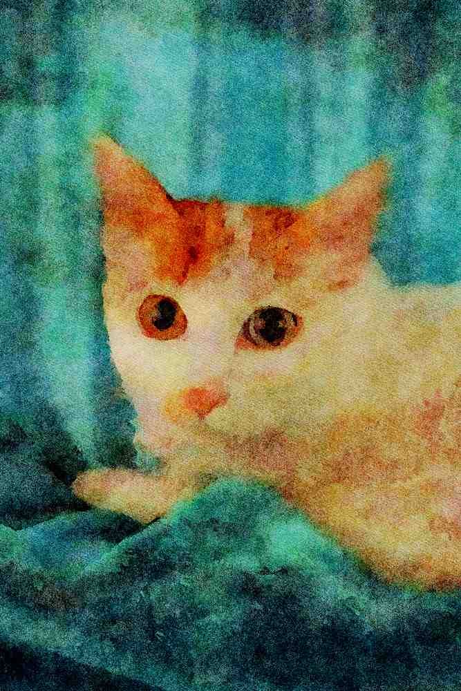 458099 Turkish Van, Odd eyed A4 Limited Edition Watercolour Print