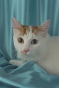 458099 Turkish Van, Odd eyed A4 Photo Print