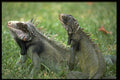 459000 Iguanas, Puerto La Cruz, Venezuela A4 Photo Print