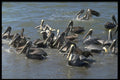 459001 Pelicans At Puerto La Cruz, Venezuela A4 Photo Print