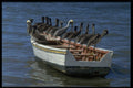459002 Pelicans At Puerto La Cruz, Venezuela A4 Photo Print