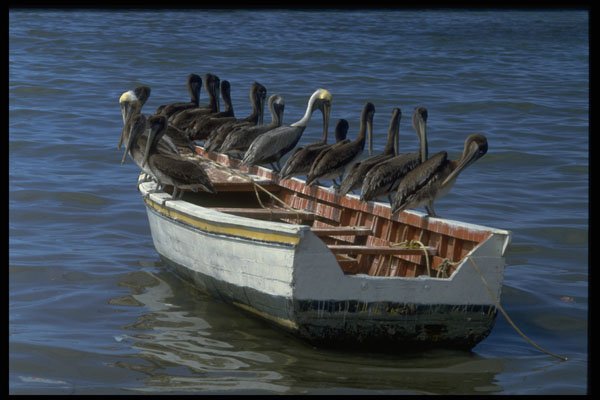 459002 Pelicans At Puerto La Cruz, Venezuela A4 Photo Print