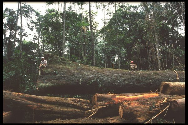 459035 Timber Workers Sitting On Logs, Paragominas, Para, Brazil A4 Photo Print