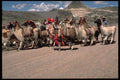 459063 Llamas, Arequipa, Peru A4 Photo Print