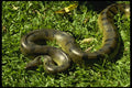 459084 Ceticia Anaconda On Grass, Colombia A4 Photo Print