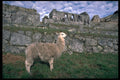459094 Llama, Machu Picchu, Peru A4 Photo Print