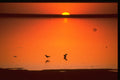 460003 Sunset, Mopipi A4 Photo Print