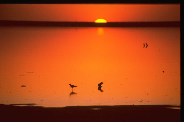460003 Sunset, Mopipi A4 Photo Print