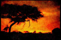 460023 Acacia Tree At Sunset, Kenya A4 Limited Edition Watercolour Print