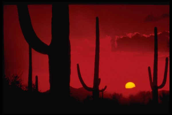 460024 Sunset, Saguaro National Monument, Arizona A4 Photo Print